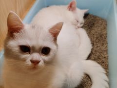 -屋虎猫馆(宝安大仟里店)