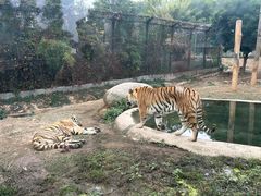 -泉州海丝野生动物世界