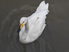 -青藏高原野生动物园