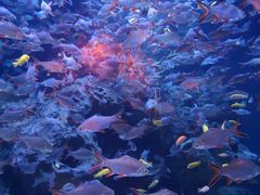 -成都浩海立方海洋公园