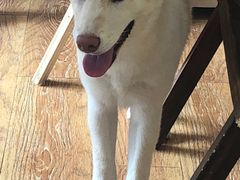 -柴犬高等学院·狗咖·柴犬售卖·宠物训练