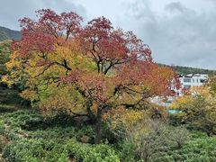 -塔川景区