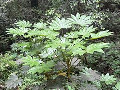 -西湖风景区十里琅珰-五云山