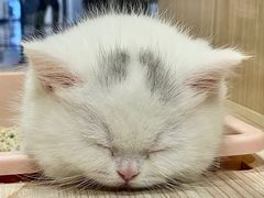 -屋虎猫馆(宝安大仟里店)