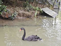 -广州长隆飞鸟乐园