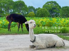 -嘉北郊野公园