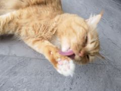 -创凡宠物医院·骨专科  猫科中心(西乡分院)