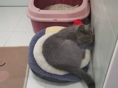 -1013 PET SHOP精品宠物商店(丁香店)