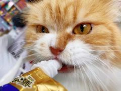 -喵的天空名猫咖啡馆·撸猫·猫舍·用品