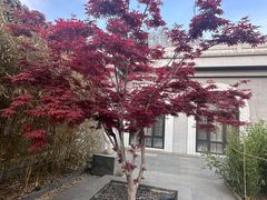 -北京友谊宾馆·俄罗斯餐厅