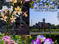 -上海辰山植物园