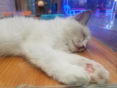 -龟与熊猫宠物公园(南坪店)