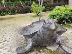 -广东惠东海龟国家级自然保护区