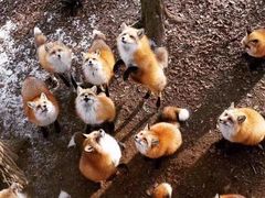 -宫城藏王狐狸村