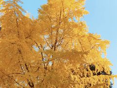 -四川大学(华西校区)