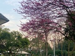 -杭州花家山庄