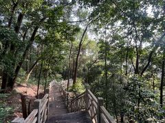 -南宁良凤江国家森林公园