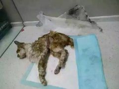 盛京一禾-盛京一禾