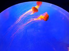 -上海海洋水族馆