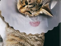 -达爱动物医院·犬猫分区·CT·复杂眼科(远洋山水分院)