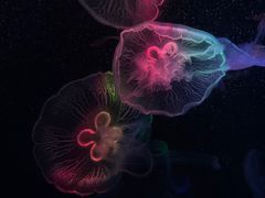 -海合安成都极地海洋公园