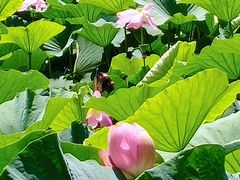 -长春市南湖公园