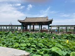 -莲花池公园