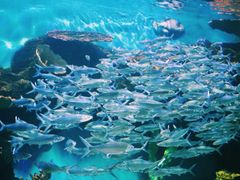 -华夏文旅海洋公园