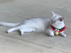 -怪兽屋·羊驼·猫咖·狗咖(俊华广场店)