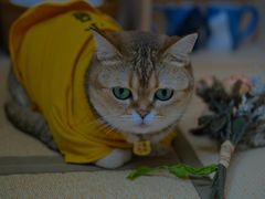 -四月宠物医院·猫专科·心脏专科·内科(转塘店)