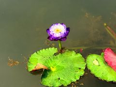 -云溪植物园
