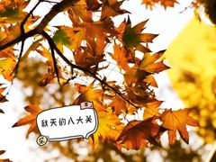 -八大关景区