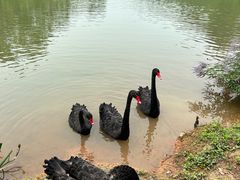 -黄龙溪欢乐田园