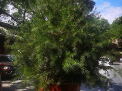 -中国人民解放军总医院