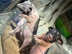 -正佳雨林生态植物园
