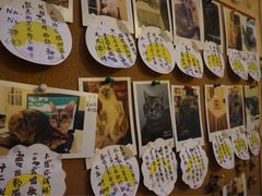 -猫色咖啡·猫咖
