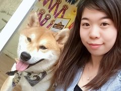 -柴犬高等学院·狗咖·柴犬售卖·宠物训练