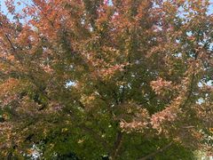 -昆山城市生态森林公园