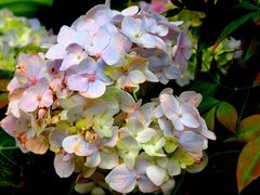 -深圳国际园林花卉博览园