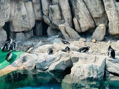 -上海野生动物园