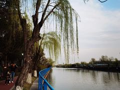 -高东镇樱花园