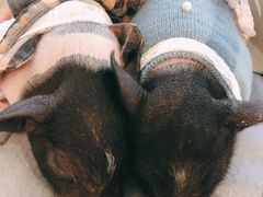 -怪兽屋·羊驼·猫咖·狗咖(俊华广场店)