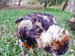 -费瑟代尔野生动物园