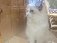 -藏猫猫咖啡主题馆(中央大道店)