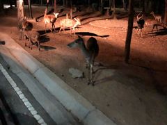 -清迈夜间动物园