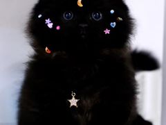 -欣宠猫屋·矮脚拿破仑·蓝金金渐层