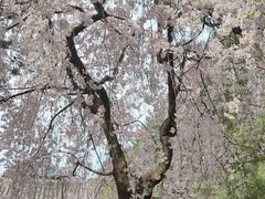 -西安青龙寺遗址景区