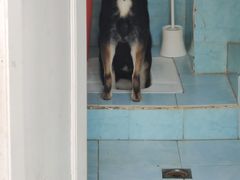 -喜柴咖啡·柴犬狗咖