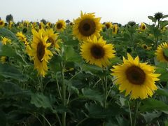 -紫海香堤香草艺术庄园