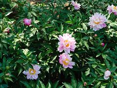 -莲花池公园